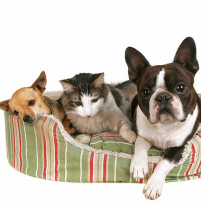 Kentwood Veterinary Clinic, Kentwood, MI | Wyoming Veterinarian Kentwood Veterinary Clinic, Kentwood, MI | Wyoming Veterinarian